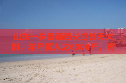 山东一株番茄苗长成参天大树，年产惊人之6000斤，奇迹背后的故事