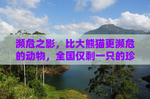 濒危之影，比大熊猫更濒危的动物，全国仅剩一只的珍稀物种