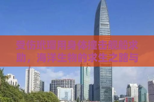 受伤玳瑁用身体撞击舰船求助，海洋生物的求生之路与人类责任